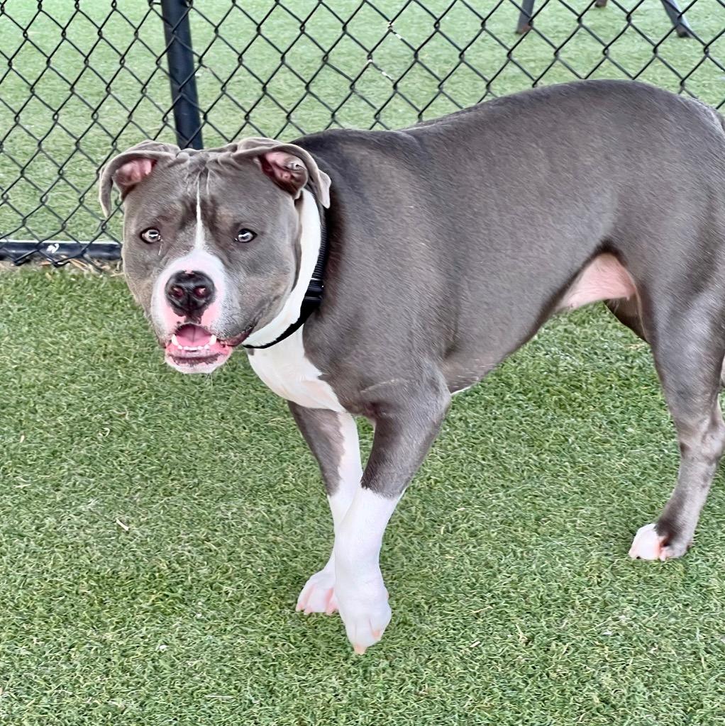 Enlarge Tiny, a Adoptable mixed breed in Columbia, IL image 2/6