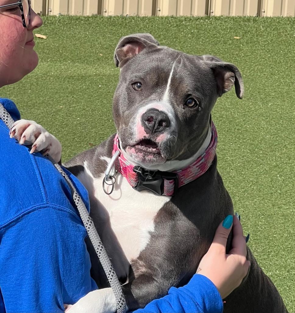 Tiny, Adoptable, Adult Female Pit Bull Terrier.