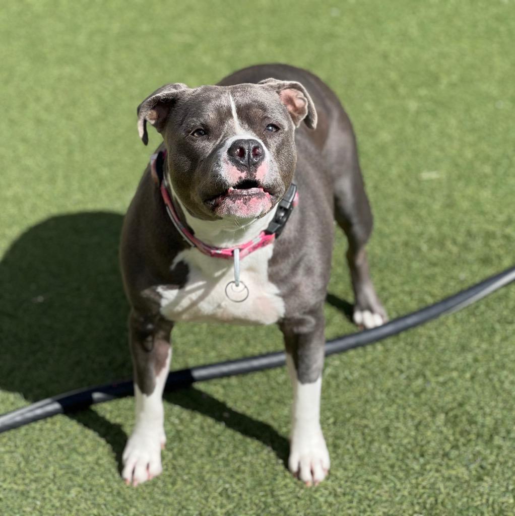 Enlarge Tiny, a Adoptable mixed breed in Columbia, IL image 2/4