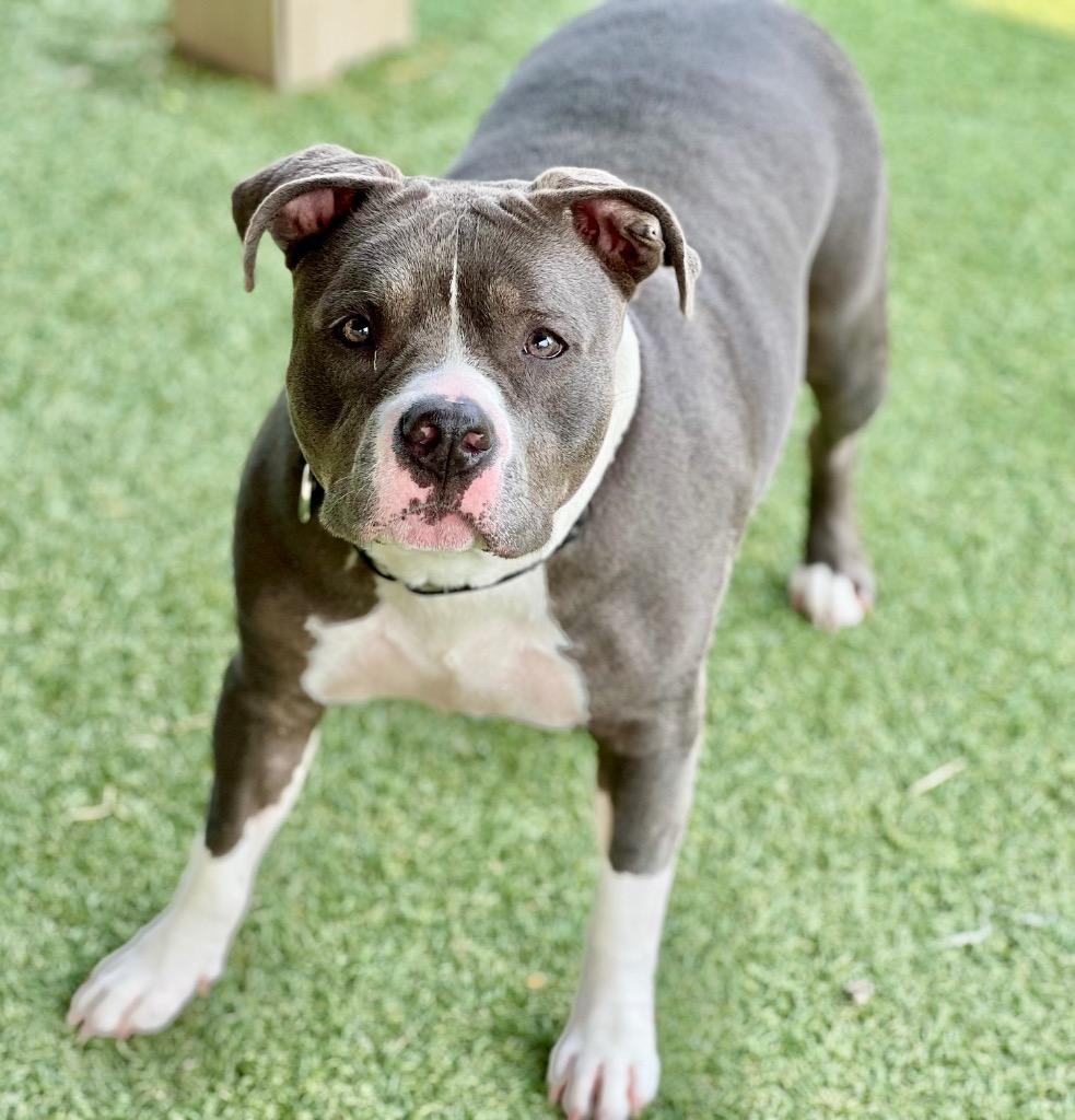 Enlarge Tiny, a Adoptable mixed breed in Columbia, IL image 5/6