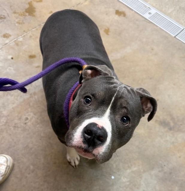 Tiny, a Adoptable mixed breed in Columbia, IL image 6/6