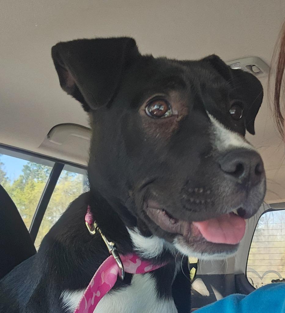 Enlarge LIBERTY, a Adopted Labrador Retriever in Marianna, FL image 1/1