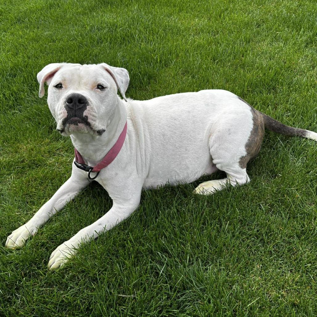 Enlarge Mama Maven Biscuits, a Adoptable mixed breed in West Richland, WA image 1/6