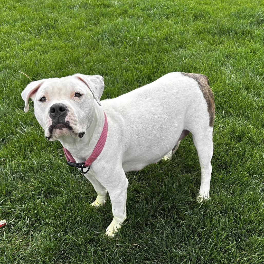 Enlarge Mama Maven Biscuits, a Adoptable mixed breed in West Richland, WA image 2/6