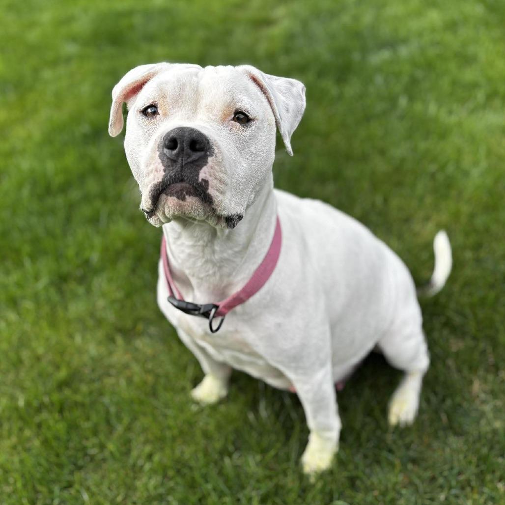 Enlarge Mama Maven Biscuits, a Adoptable mixed breed in West Richland, WA image 4/6