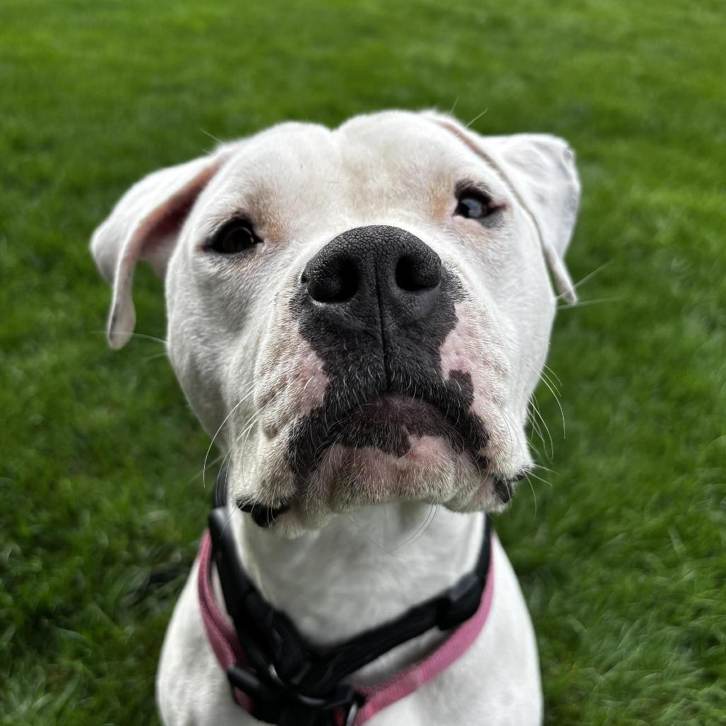 Enlarge Mama Maven Biscuits, a Adoptable mixed breed in West Richland, WA image 5/6