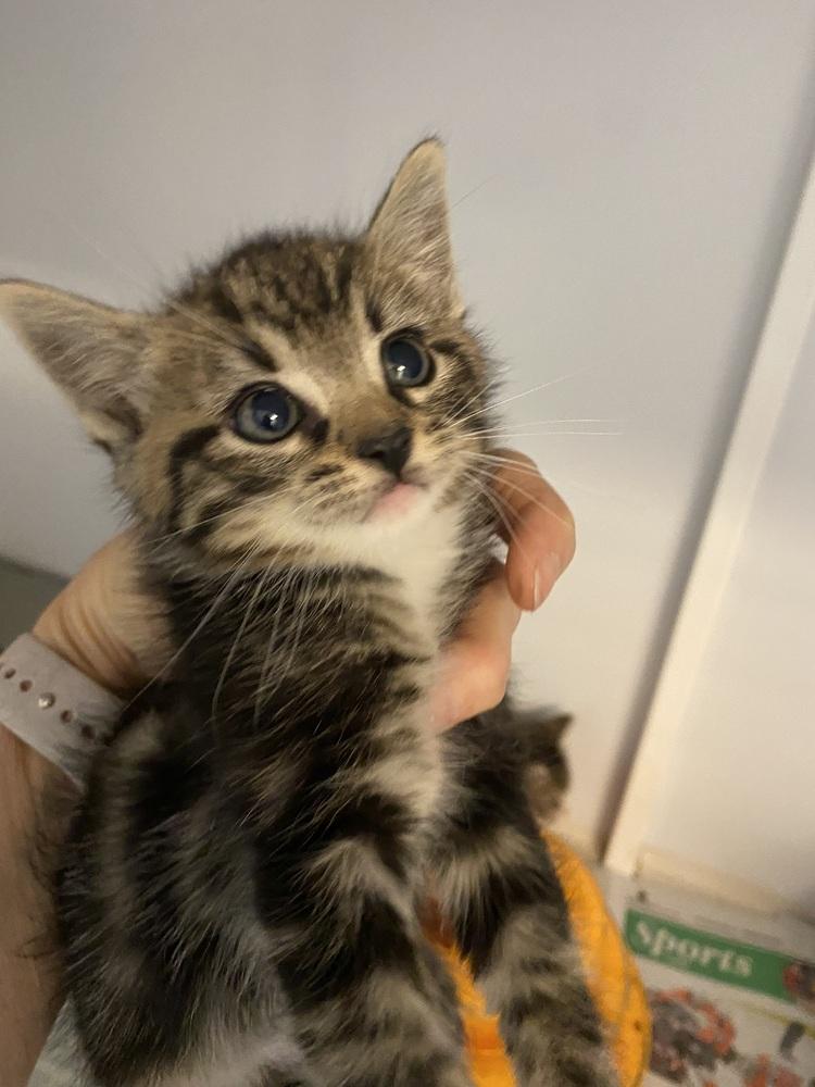 Chocolate, Adopted, Kitten Female Domestic Short Hair.