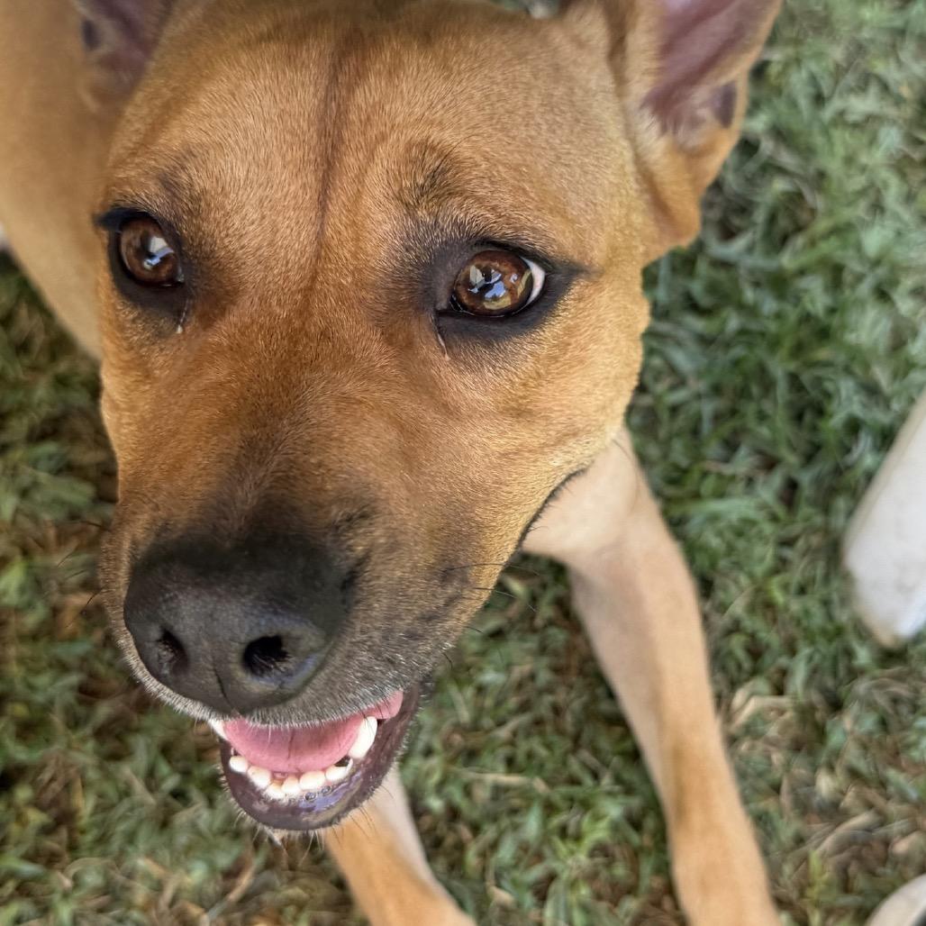 Spring - is good with dogs and cats, Adoptable, Adult Female French Bulldog & Cattle Dog.