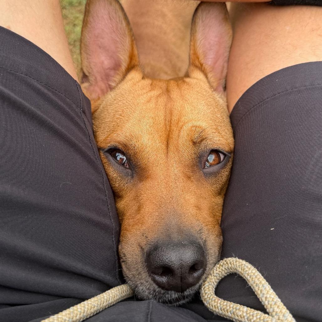 Enlarge Spring - is good with dogs and cats, a Adoptable mixed breed in Los Angeles, CA image 2/5