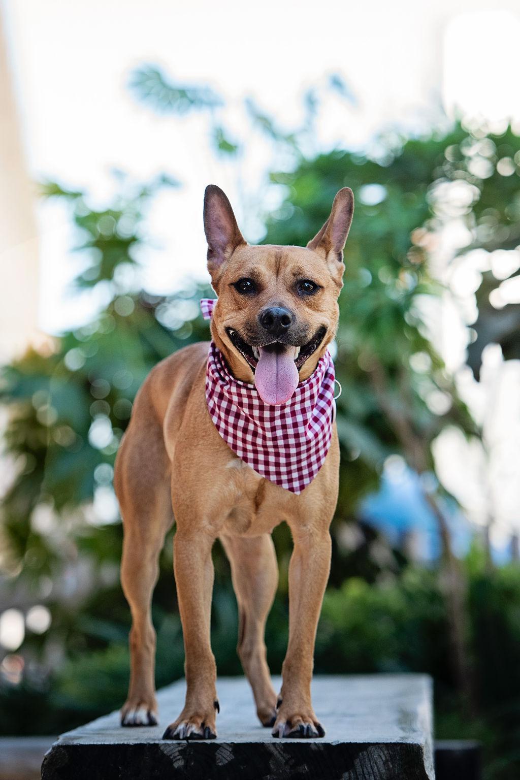 Enlarge Spring is good with dogs and cats , a Adoptable mixed breed in Los Angeles, CA image 1/6