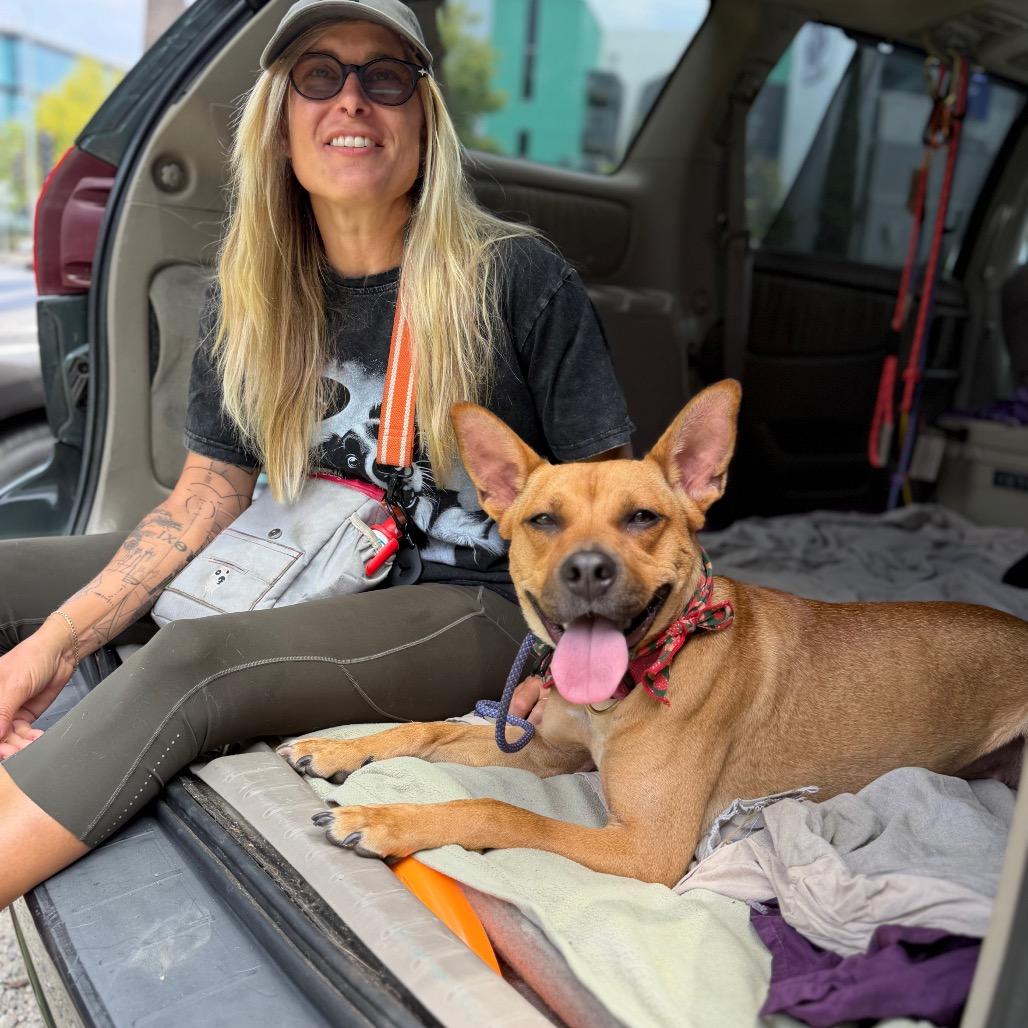 Spring - is good with dogs and cats, Adoptable, Young Female French Bulldog & Cattle Dog.