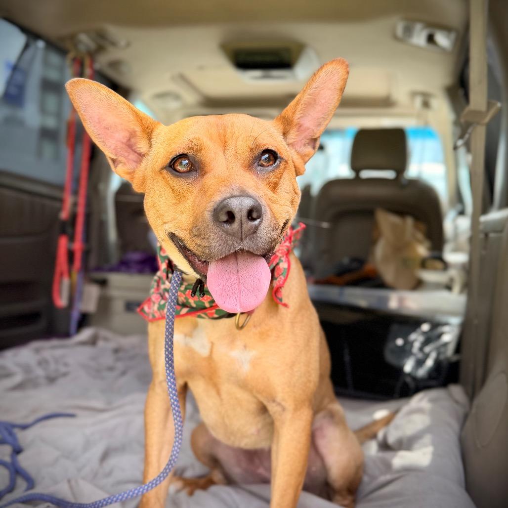Spring - is good with dogs and cats, a Adoptable mixed breed in Los Angeles, CA image 2/5