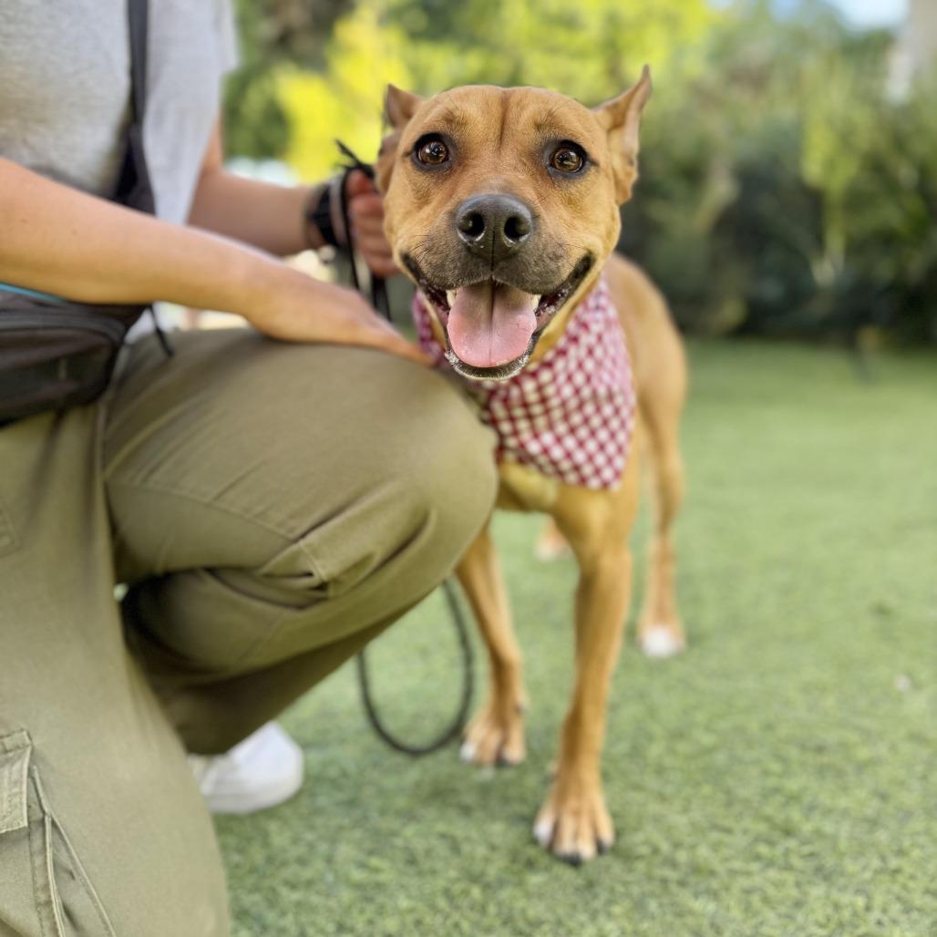 Enlarge Spring - is good with dogs and cats, a Adoptable mixed breed in Los Angeles, CA image 1/6