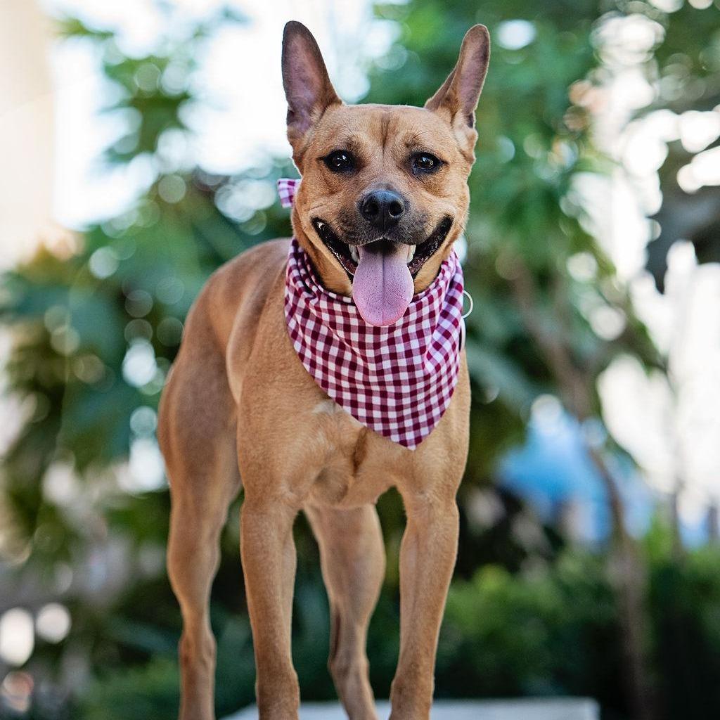 Enlarge Spring - is good with dogs and cats, a Adoptable mixed breed in Los Angeles, CA image 2/6