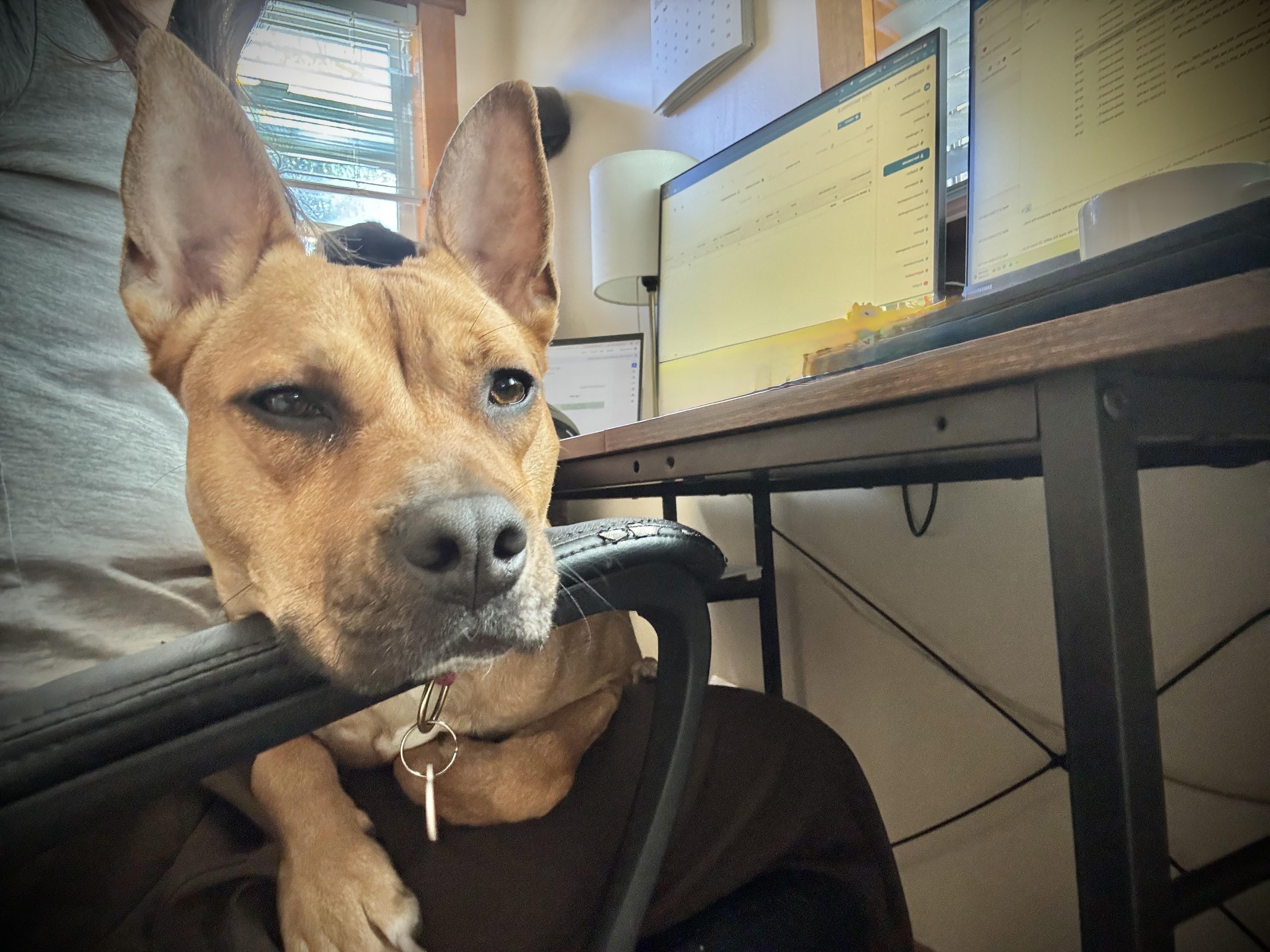 Enlarge Spring is good with dogs and cats , a Adoptable mixed breed in Los Angeles, CA image 6/6