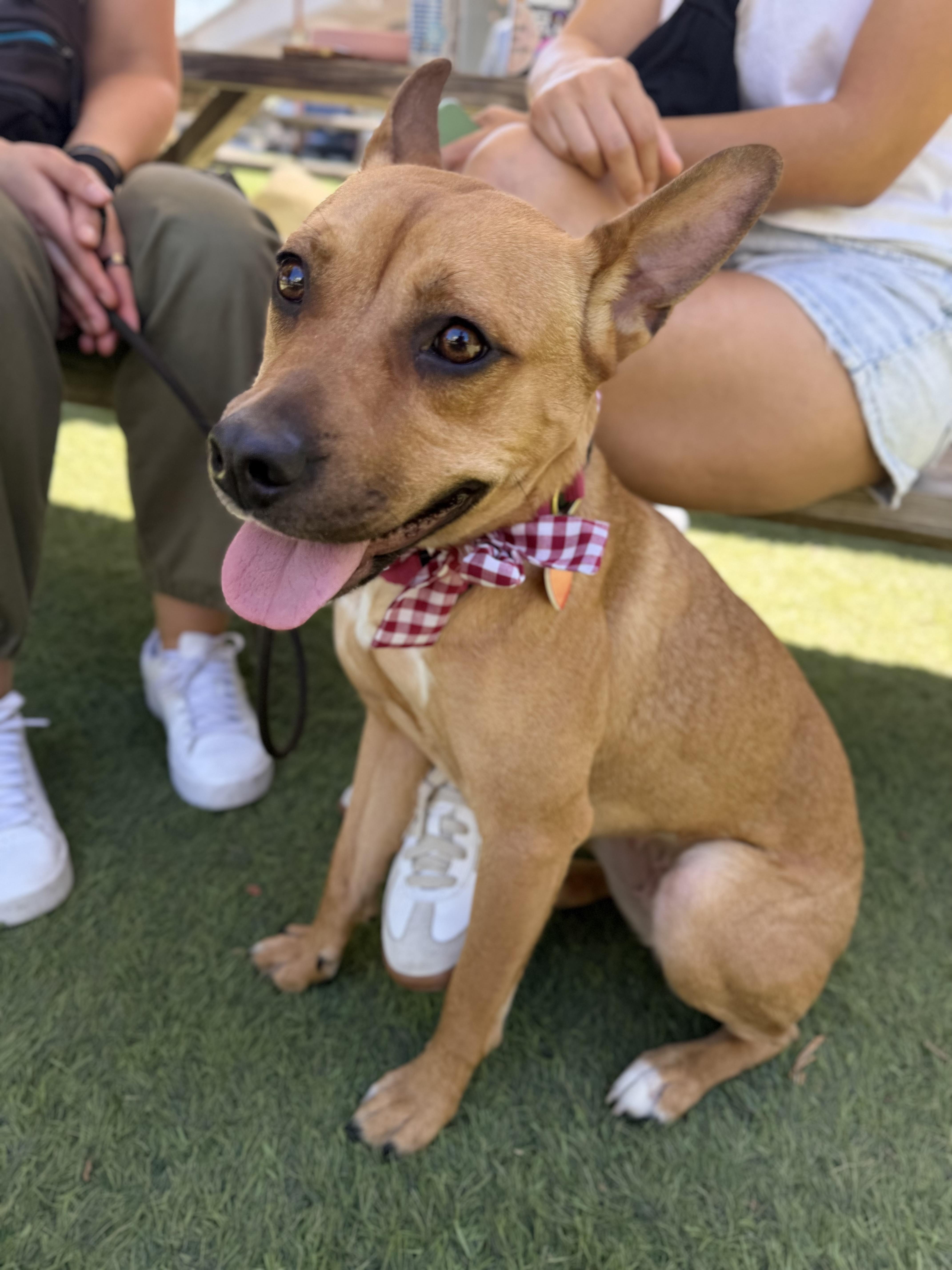 Enlarge Spring is good with dogs and cats , a Adoptable mixed breed in Los Angeles, CA image 2/6