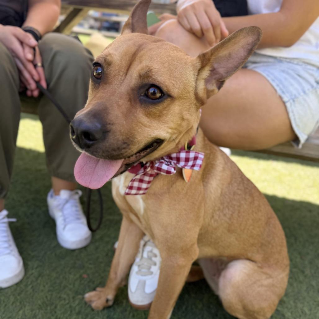 Enlarge Spring - is good with dogs and cats, a Adoptable mixed breed in Los Angeles, CA image 3/6