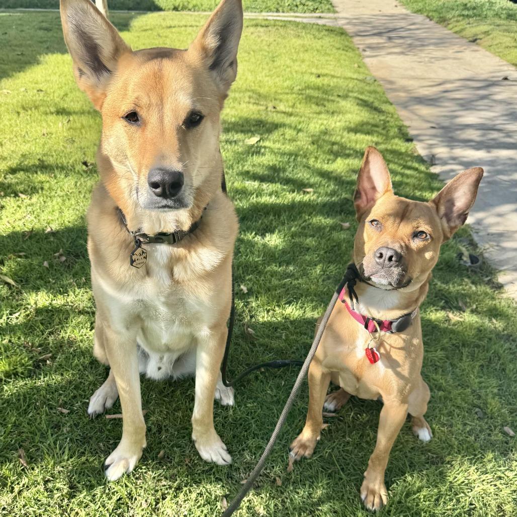 Enlarge Spring - is good with dogs and cats, a Adoptable mixed breed in Los Angeles, CA image 4/6