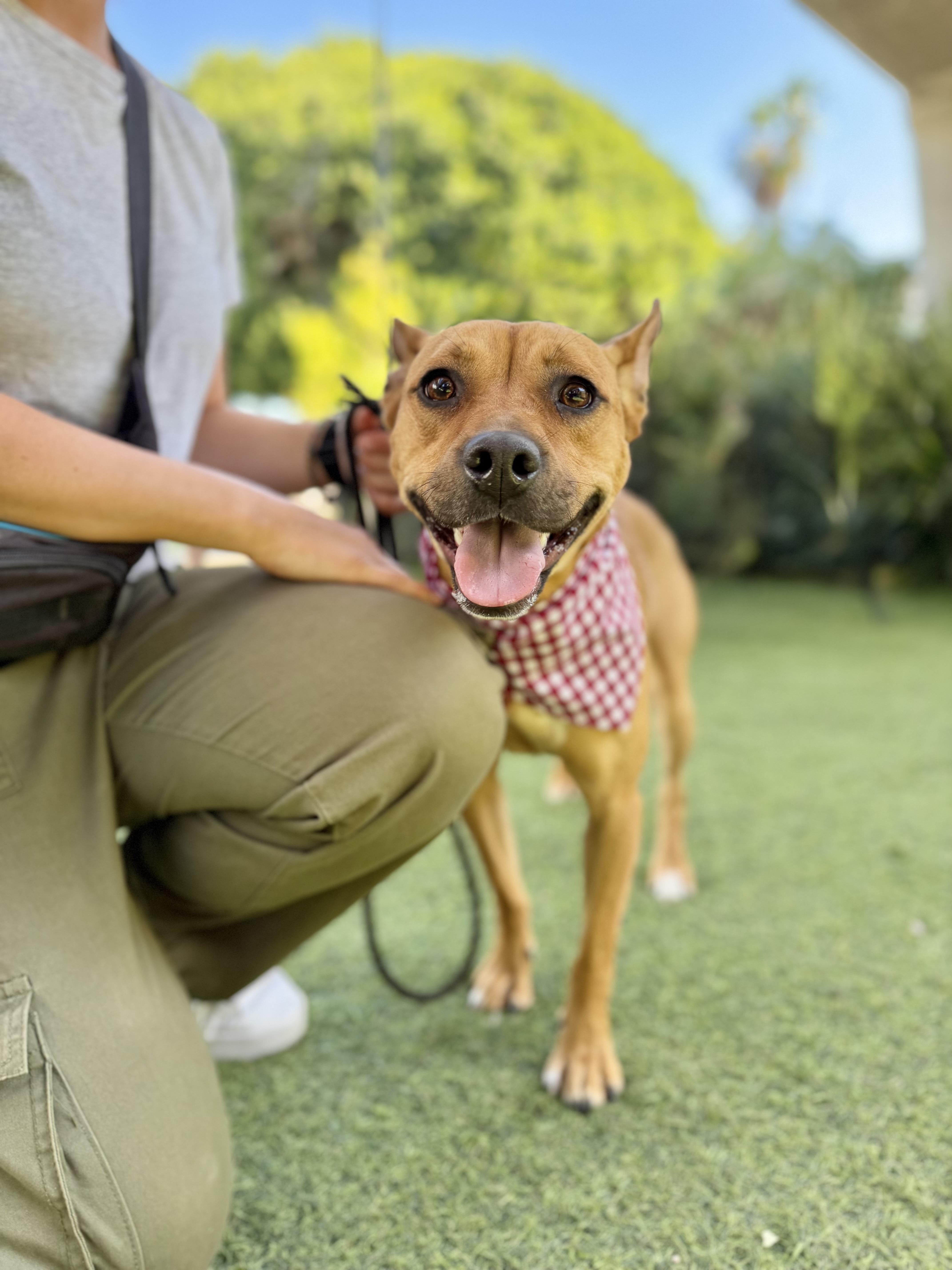Enlarge Spring is good with dogs and cats , a Adoptable mixed breed in Los Angeles, CA image 3/6