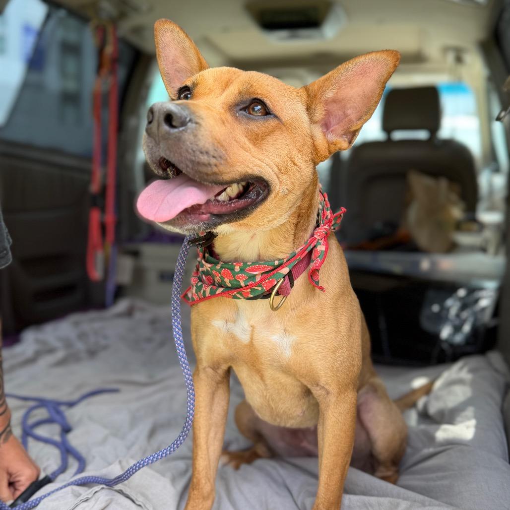 Spring - is good with dogs and cats, a Adoptable mixed breed in Los Angeles, CA image 5/5