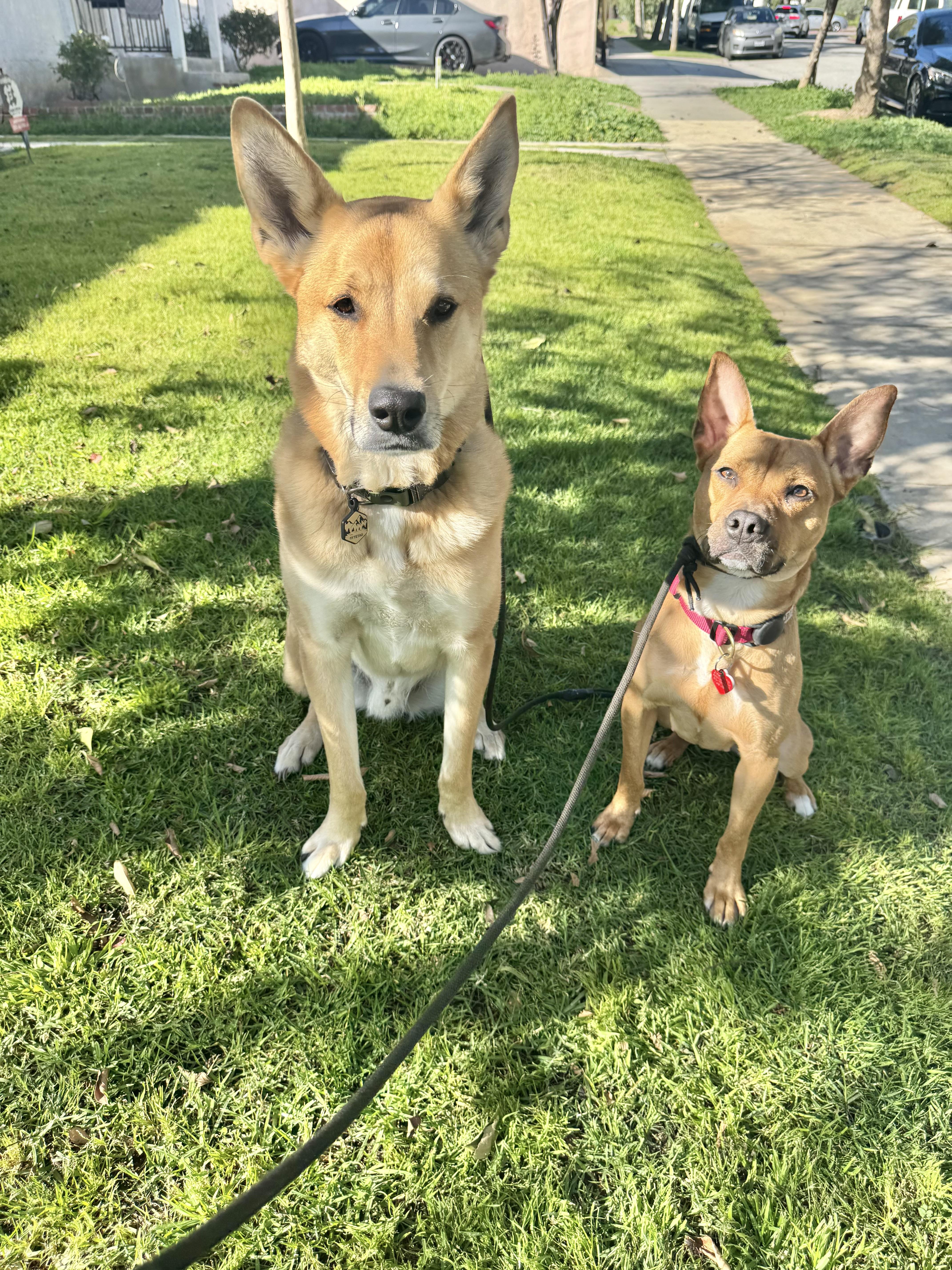 Enlarge Spring is good with dogs and cats , a Adoptable mixed breed in Los Angeles, CA image 5/6