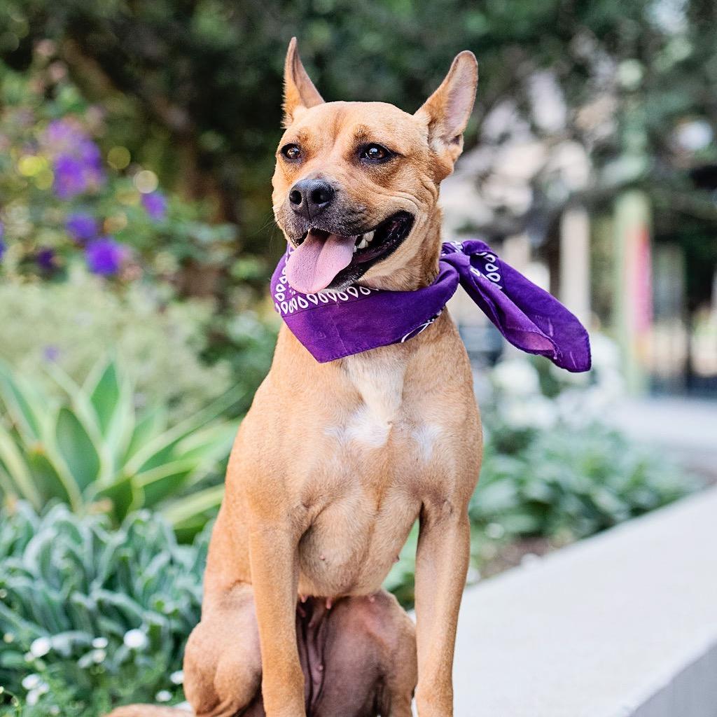 Enlarge Spring - is good with dogs and cats, a Adoptable mixed breed in Los Angeles, CA image 5/5