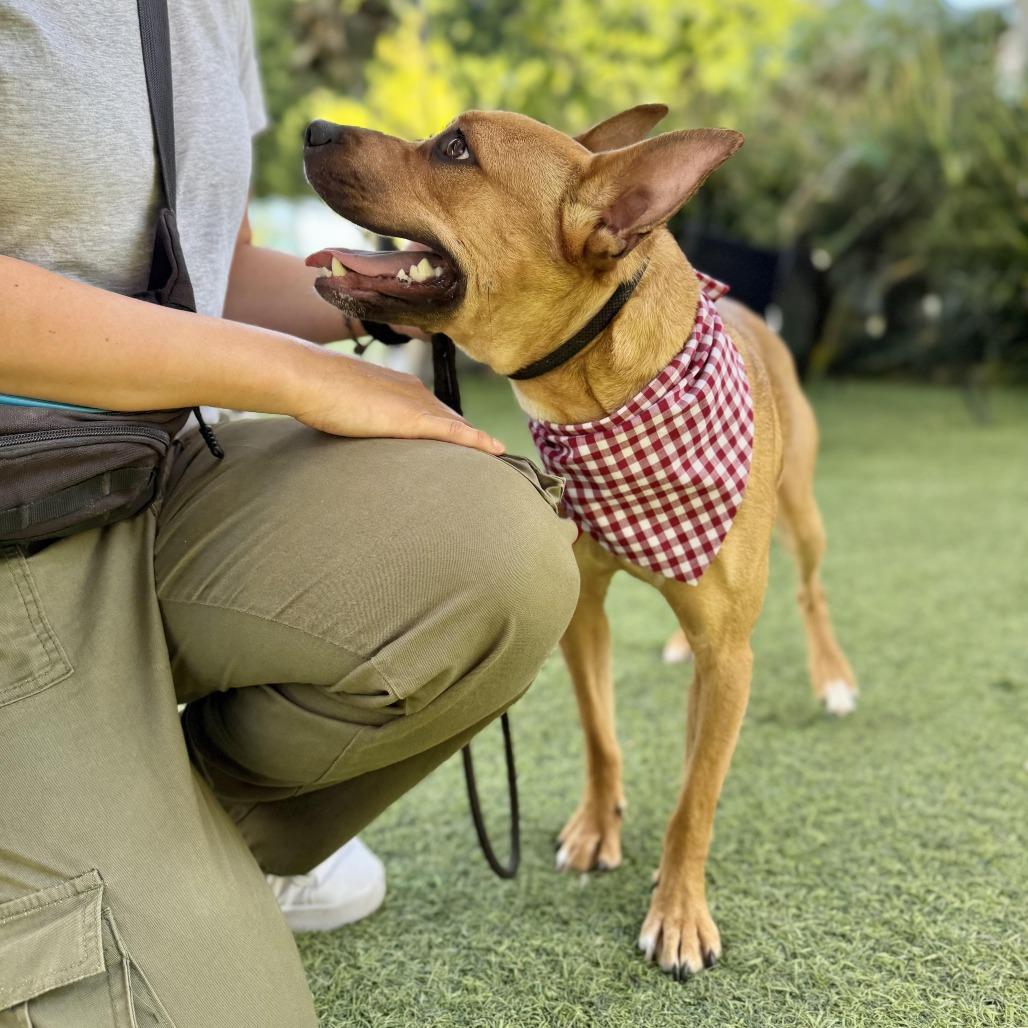 Enlarge Spring - is good with dogs and cats, a Adoptable mixed breed in Los Angeles, CA image 5/6