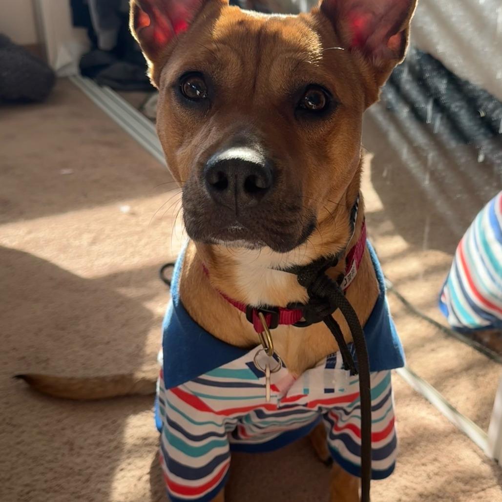 Enlarge Spring - is good with dogs and cats, a Adoptable mixed breed in Los Angeles, CA image 6/6