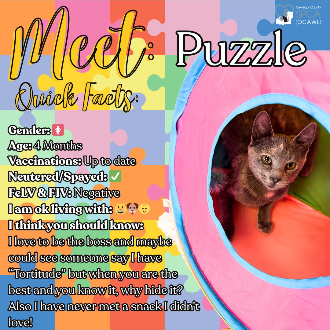 Puzzle, Adoptable, Young Female Dilute Tortoiseshell.