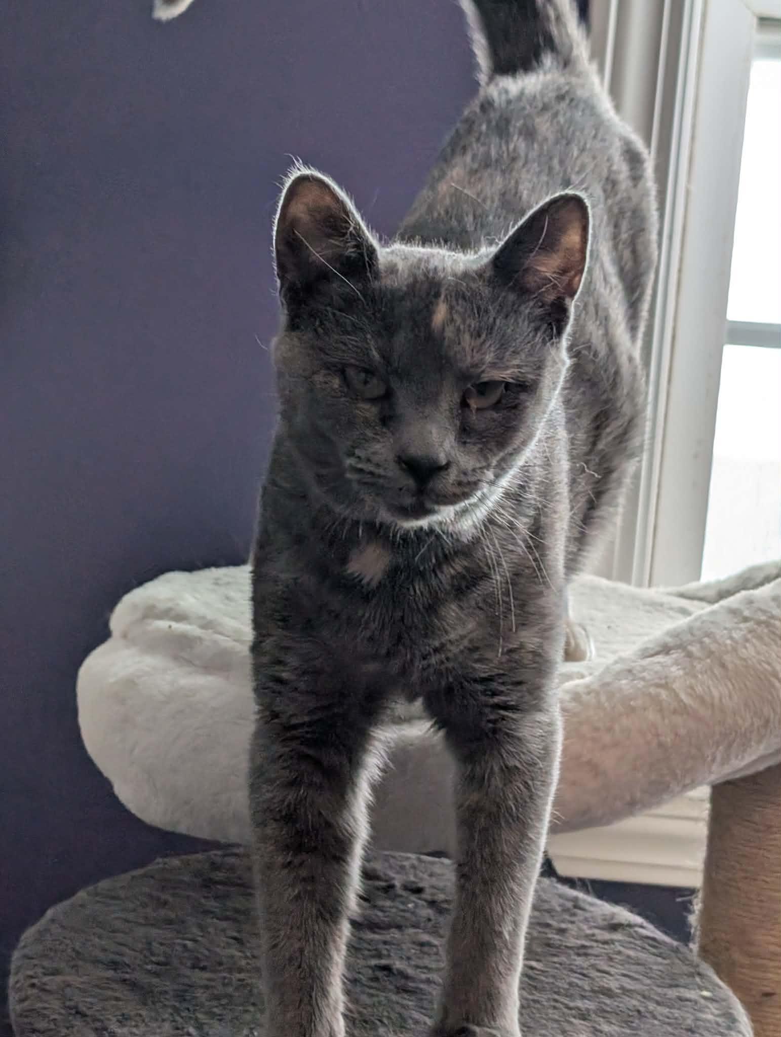 Enlarge Puzzle, a Adoptable Dilute Tortoiseshell in Fulton, NY image 4/5