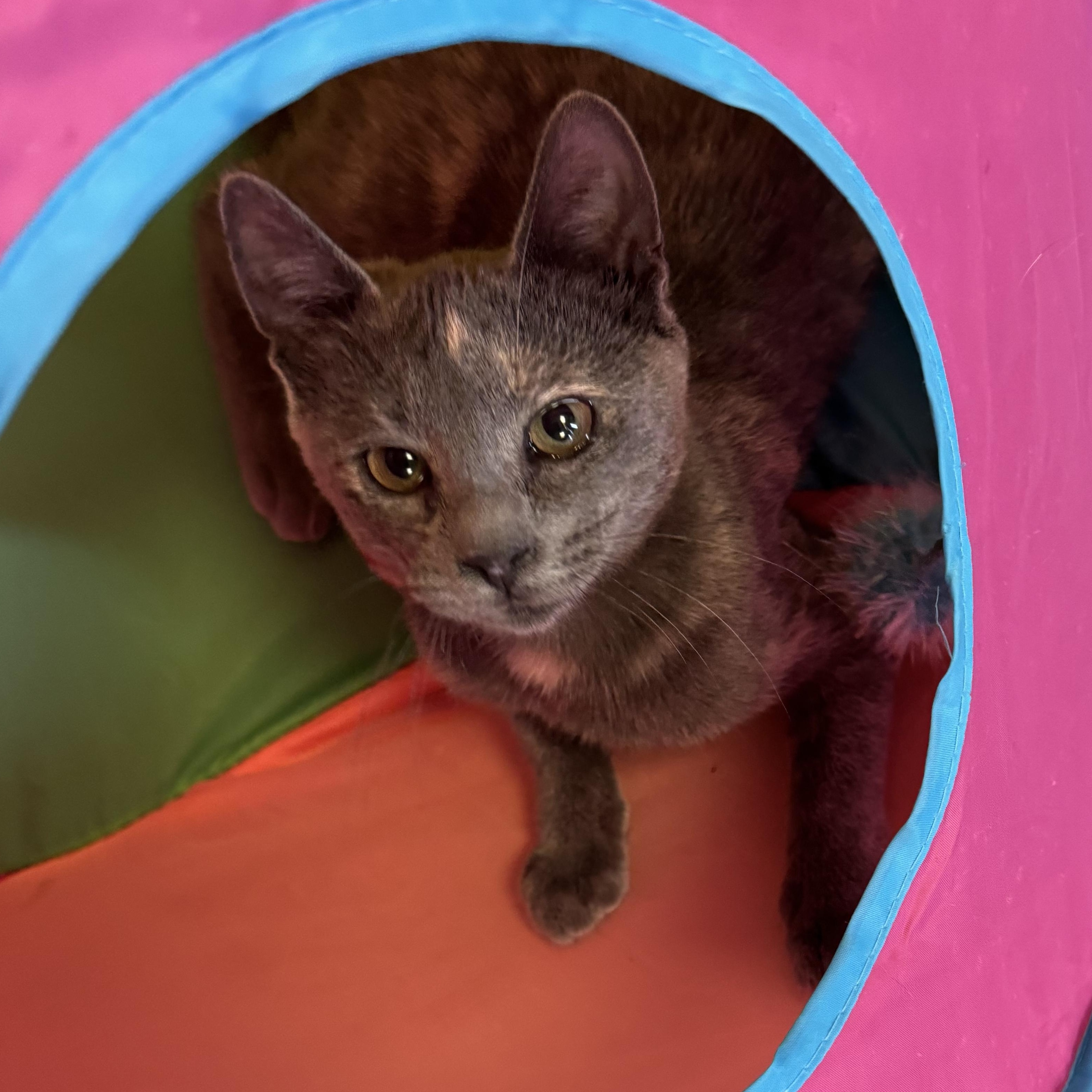 Enlarge Puzzle, a Adoptable Dilute Tortoiseshell in Fulton, NY image 2/3