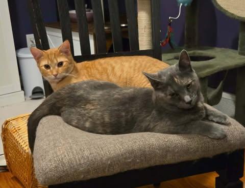 Enlarge Puzzle, a Adoptable Dilute Tortoiseshell in Fulton, NY image 5/5