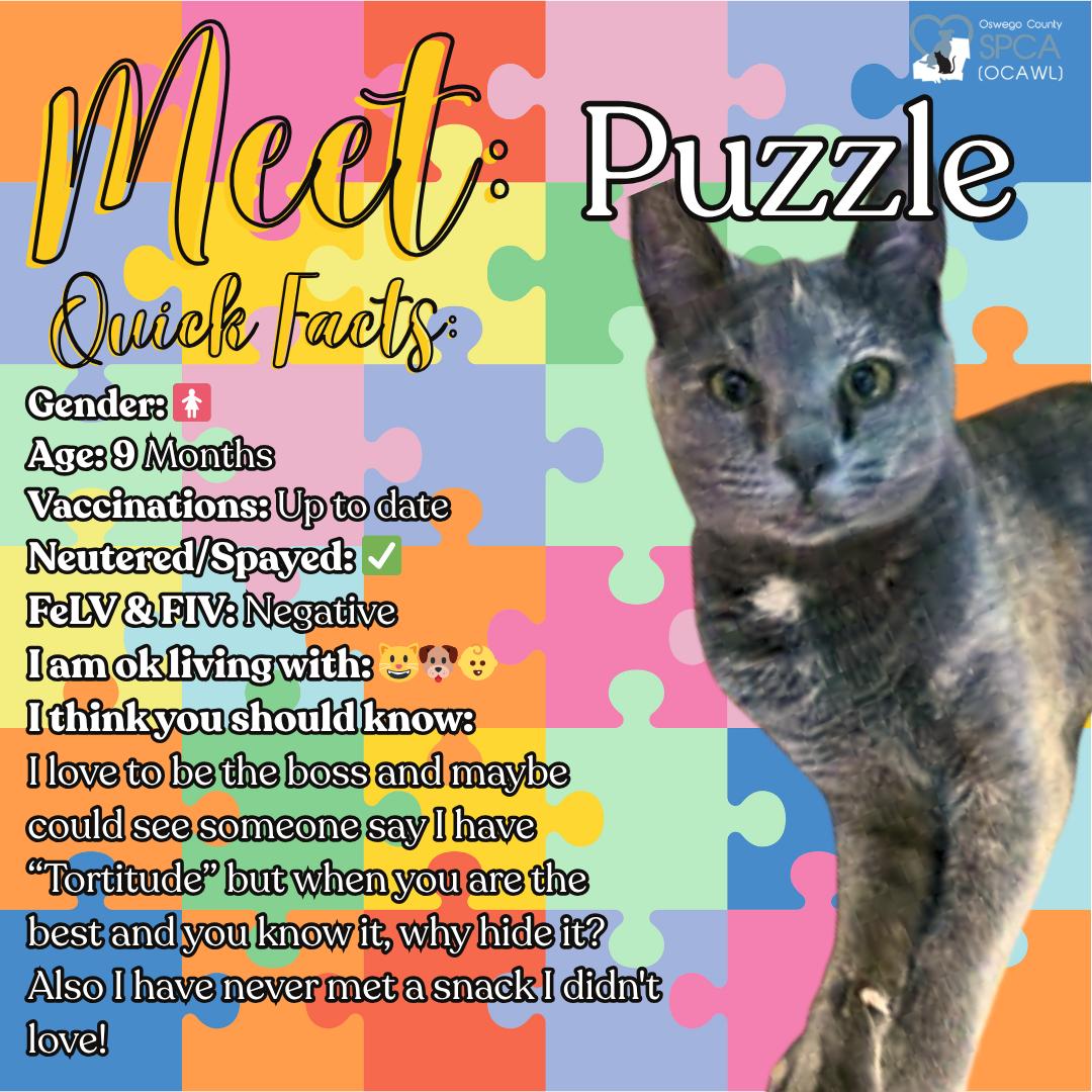 Puzzle, Adoptable, Young Female Dilute Tortoiseshell.