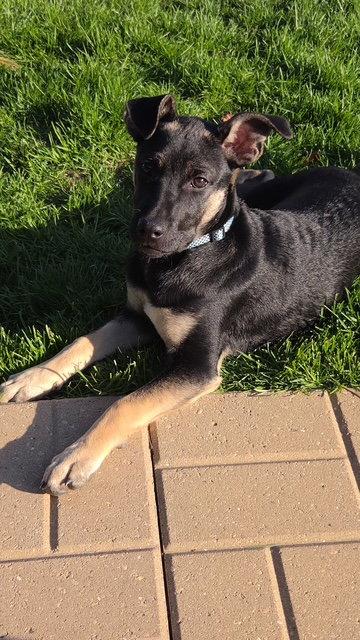 Enlarge **CHARLOTTE**, a Adoptable Shepherd in North Prairie, WI image 2/2
