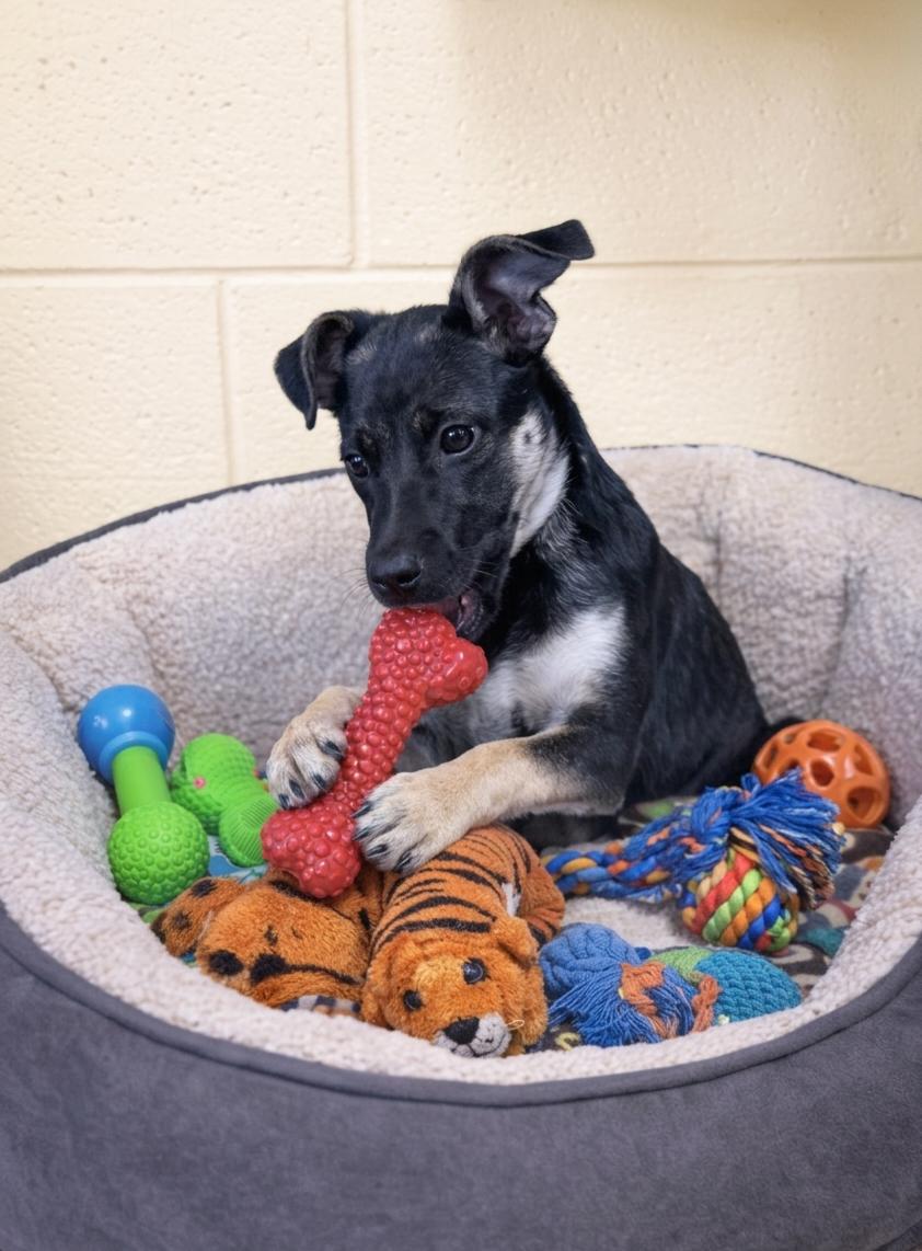 Enlarge **CHARLOTTE**, a Adoptable Shepherd in North Prairie, WI image 2/2