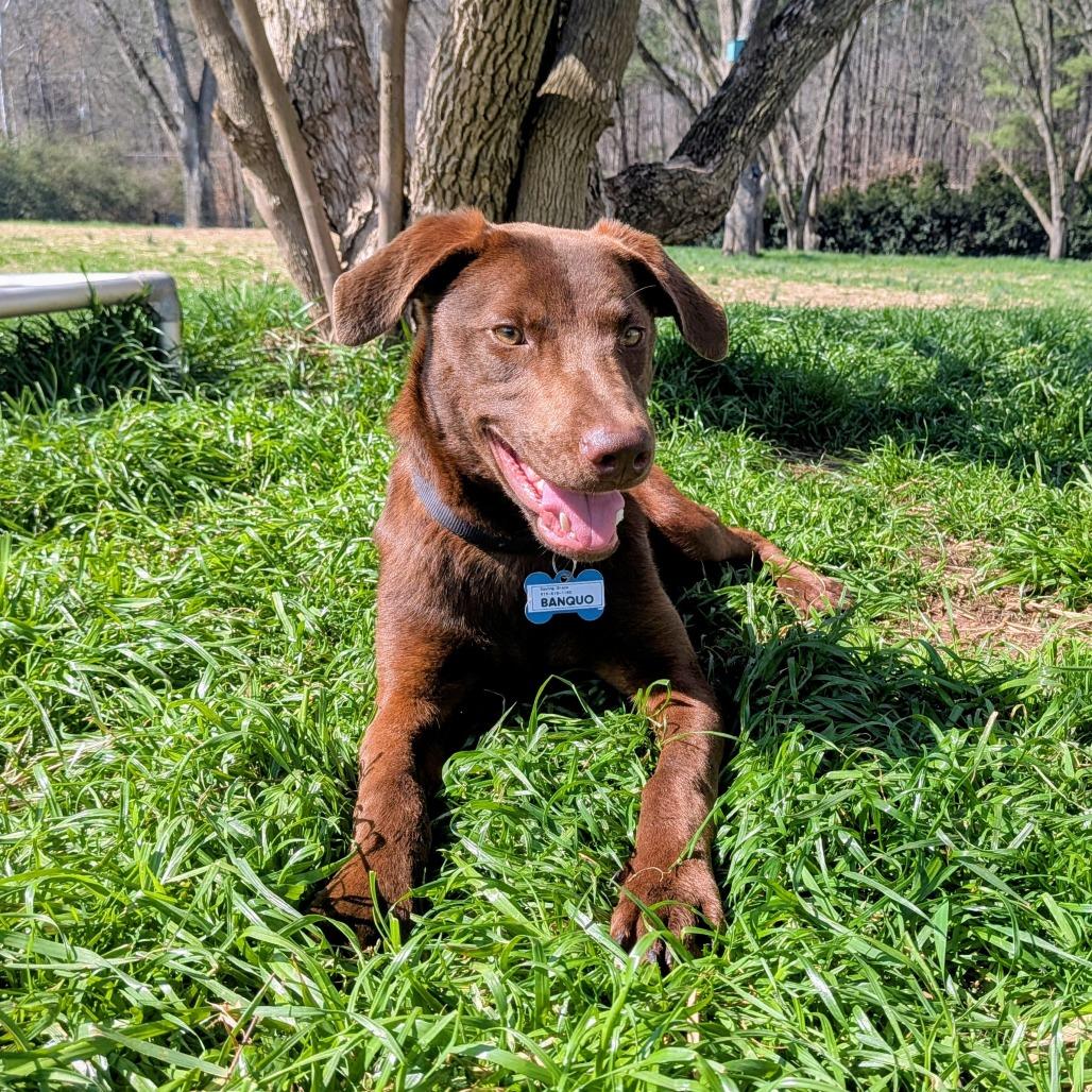 Banquo, Adoptable, Young Male Retriever & Labrador Retriever.
