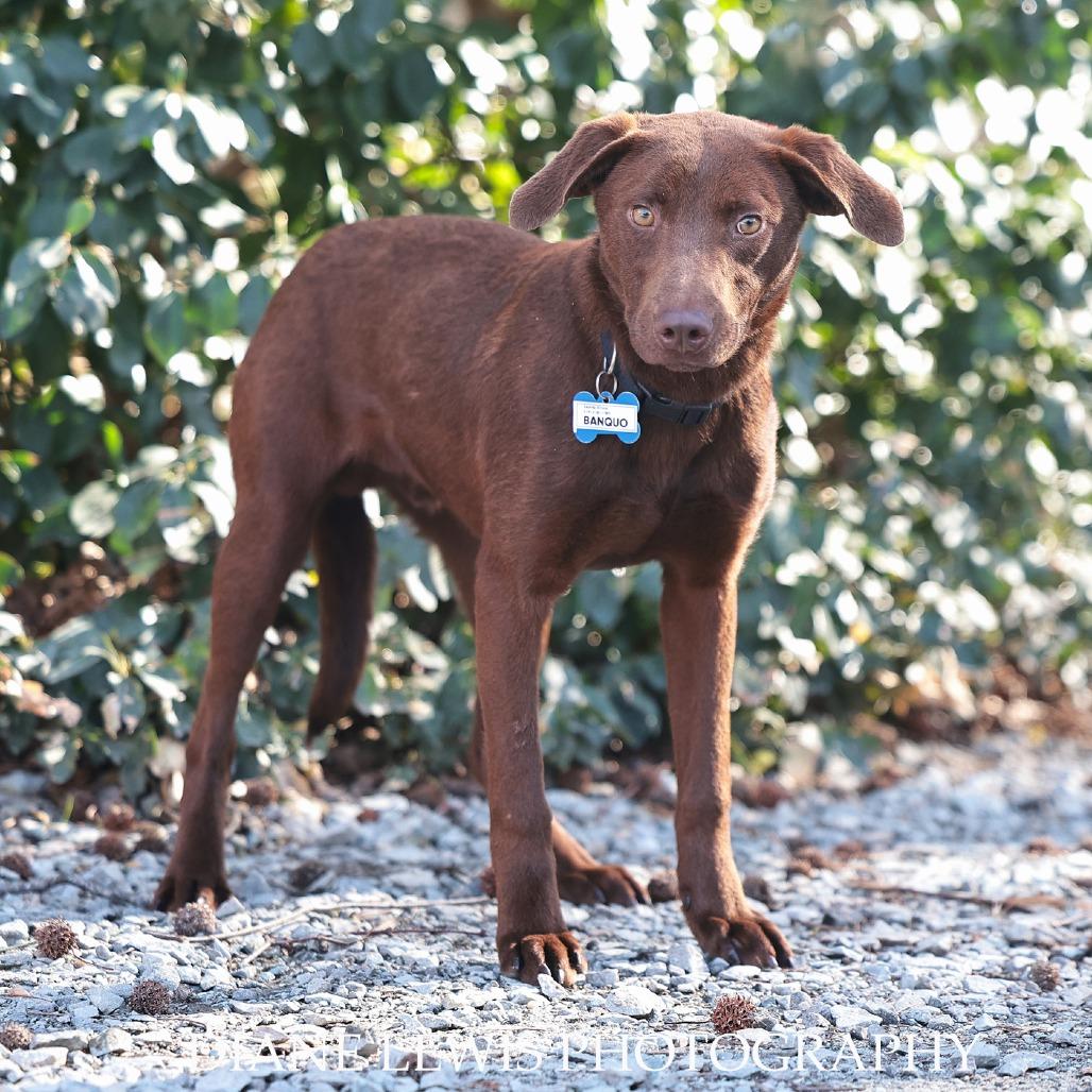 Enlarge Banquo, a Adoptable mixed breed in Wake Forest, NC image 2/3