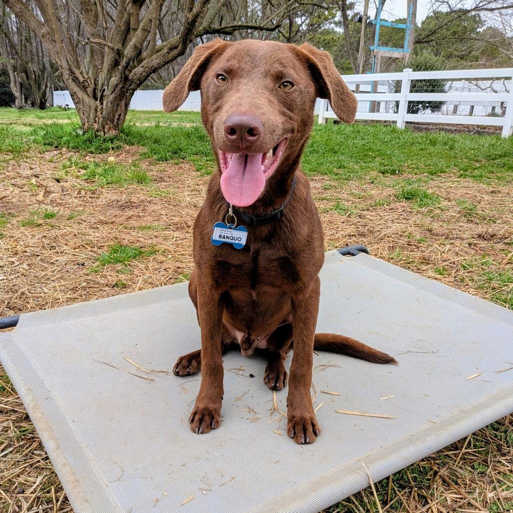 Enlarge Banquo, a Adoptable mixed breed in Wake Forest, NC image 3/3