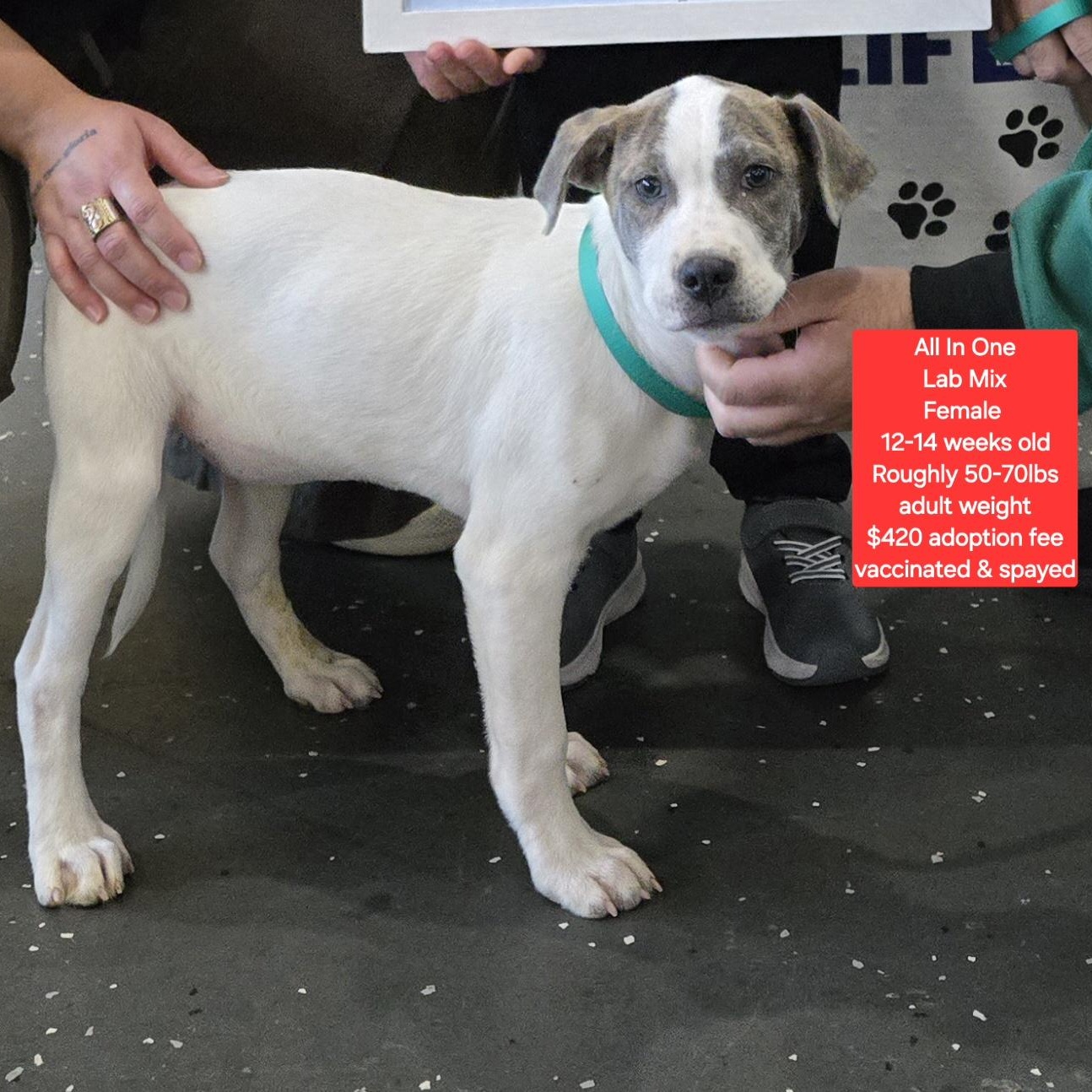 Enlarge All In One, an adoptable mixed breed in Oviedo, FL image 1/1