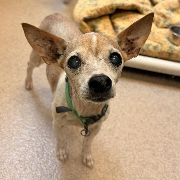 Agatha, Adoptable, Senior Female Chihuahua.