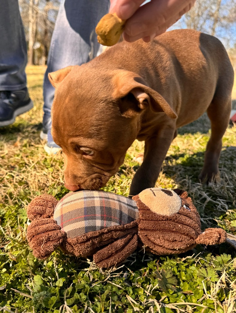 Enlarge Vin, a Adopted mixed breed in Arlington, TX image 1/5