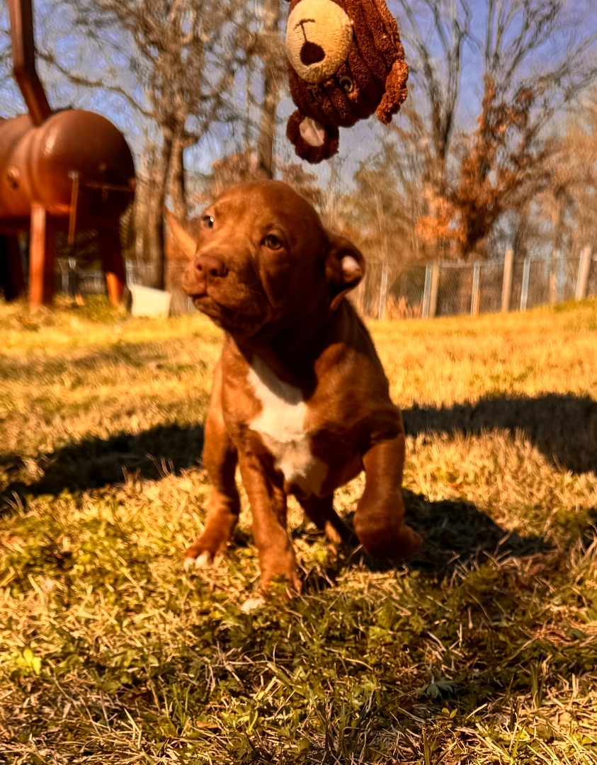 Enlarge Vin, a Adopted mixed breed in Arlington, TX image 3/5