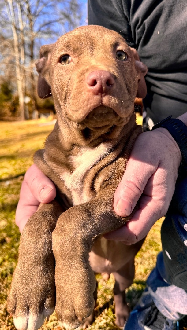 Enlarge Vin, a Adopted mixed breed in Arlington, TX image 4/5