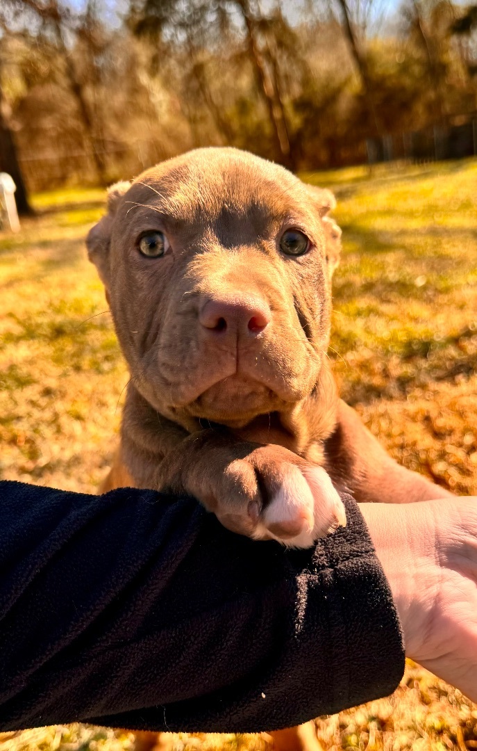 Enlarge Vin, a Adopted mixed breed in Arlington, TX image 5/5