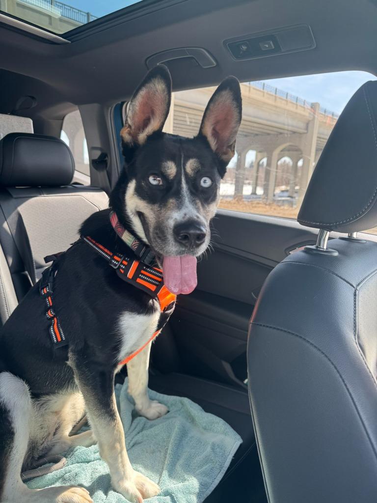 Nova, Adoptable, Adult Female Husky & Shepherd.