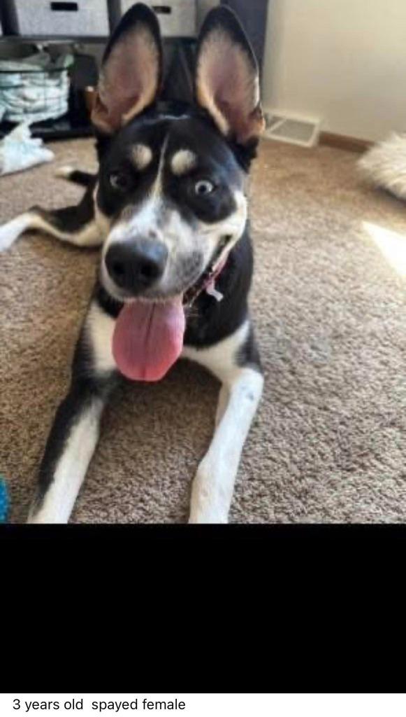 Enlarge Nova, a Adoptable mixed breed in Cloquet, MN image 2/6