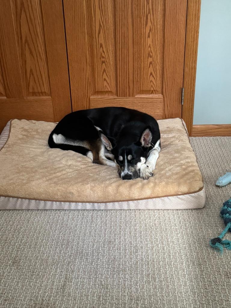 Enlarge Nova, a Adoptable mixed breed in Cloquet, MN image 3/6