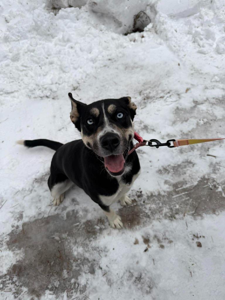 Enlarge Nova, a Adoptable mixed breed in Cloquet, MN image 4/6