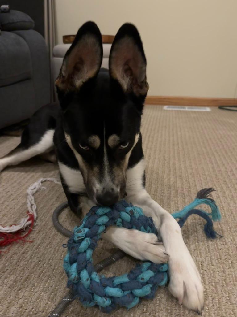 Enlarge Nova, a Adoptable mixed breed in Cloquet, MN image 5/6