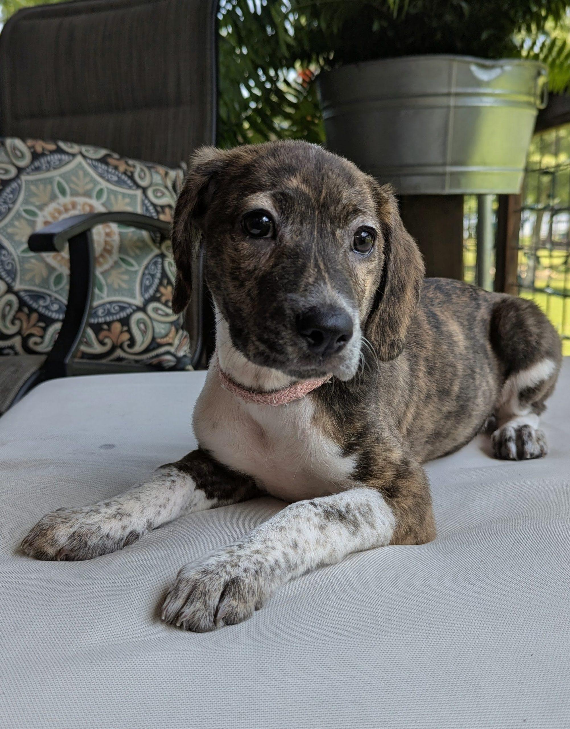 Riley, a Adoptable mixed breed in Leesburg, AL image 1/2